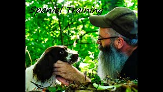 Springer Spaniel TrainingHow to discipline [upl. by Boudreaux]