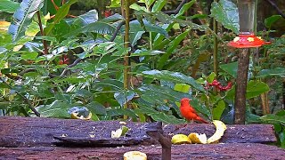 Summer Tanager Wows On The Panama Fruit Feeder – Nov 13 2020 [upl. by Ecaidnac]