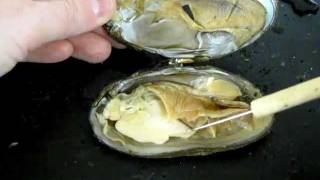 Bivalve Anatomy freshwater mussel [upl. by Hollington]