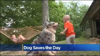 Family Dog Saves Toddlers Life [upl. by Nayrda684]