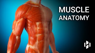 Anatomy of Human Muscles [upl. by Anig]