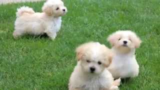 Maltipoo Puppies for Sale [upl. by Sig]