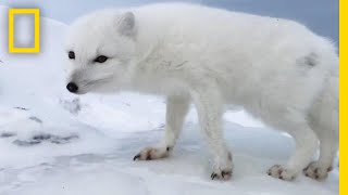 A Friendly Arctic Fox Greets Explorers  National Geographic [upl. by Combs]