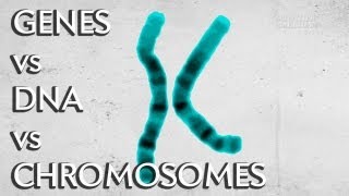 Genes vs DNA vs Chromosomes  Instant Egghead 19 [upl. by Vikki]