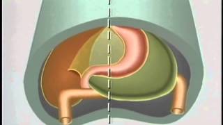 Embryological Development of GastroIntestinal Tract  ACLAND [upl. by Luce]