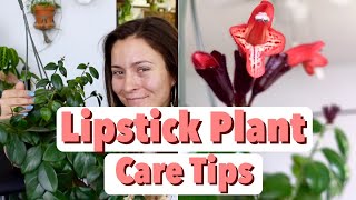 Lipstick Plant Care Tips amp Tricks  Lipstick Aeschynanthus Houseplant Care [upl. by Avenej276]