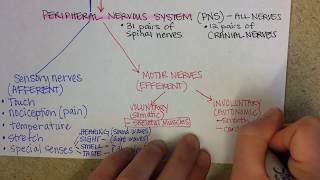 Nervous System Overview [upl. by Katti]