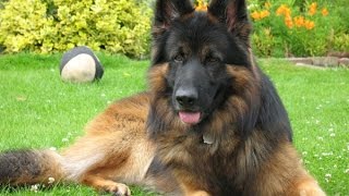 Belgian Shepherd Dog Tervuren [upl. by Airdnaz]