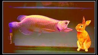 Best Top 5 Arowana Fish Challenges  Best scene of Arowana feeding with huge creatures [upl. by Eniruam]