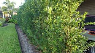 Podocarpus privacy barrier or hedge [upl. by Sams]