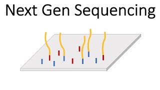 Next Generation Sequencing Illumina  An Introduction [upl. by Eenwat]