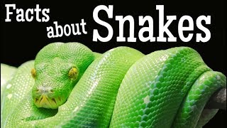 Facts about Snakes for Kids [upl. by Amliv]