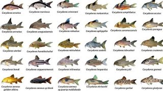 Corydoras ID Compilations part1 Awesome Cory Catfish For Aquarium Corydoras Collection Rare Cory [upl. by Morganica]