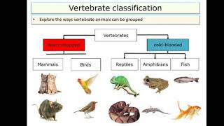 What is the Classification of Vertebrates IGCSE BIOLOGY [upl. by Whelan]