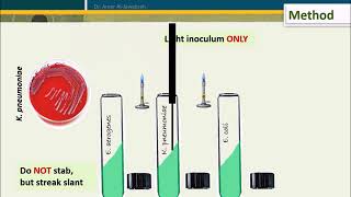 Simmons Citrate test [upl. by Yreva]