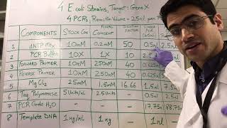 How To PCR Calculations [upl. by Kinny]