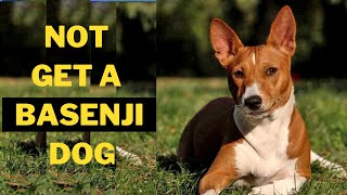 Why you Should Not Get a Basenji Dog 5 Reasons [upl. by Auoz]