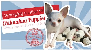 Whelping A Litter of Chihuahua Puppies [upl. by Monika491]