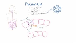 Polio Pathophysiology [upl. by Nemrac]