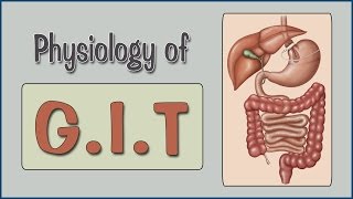 Easy Physiology  GIT  2Salivary Secretion amp Swallowing Mechanism [upl. by Oinafipe]