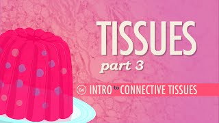 Tissues Part 3  Connective Tissues Crash Course Anatomy amp Physiology 4 [upl. by Nirac]