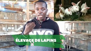 COMMENT DÉBUTER LELEVAGE DE LAPIN [upl. by Hazlip213]