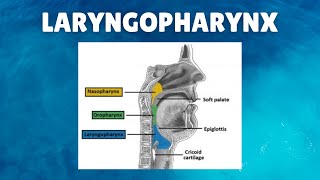 Laryngopharynx Anatomy  Definition Parts Lymphatics Functions [upl. by Arised]