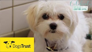 Rescue dogs meet amp greet with Dogs Trust [upl. by Tem]