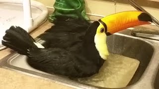 Toucan takes a bath [upl. by Dorman]