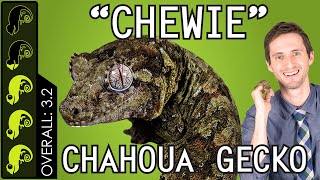 Chahoua quotChewiequot Gecko The Best Pet Lizard [upl. by Yettie778]