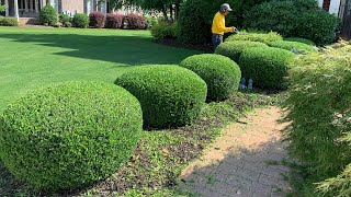 🌳 Cómo Podar Los Arbustos Como Un Profesional 🌳 🚨Video Natural 🚨DIY [upl. by Aikaj815]