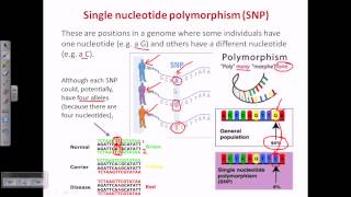 Single nucleotide polymorphism SNP [upl. by Leahcimed239]