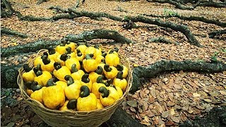 How Cashew Nut Farming and Processing  Cashew Cultivation Asian Technology [upl. by Kristi]