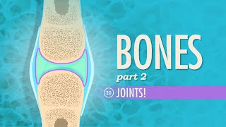 Joints Crash Course Anatomy amp Physiology 20 [upl. by Rats]