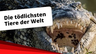 Top10 Die tödlichsten Tiere der Welt [upl. by Yates224]