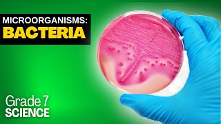 Grade 7 Science 17 MICROORGANISMS  BACTERIA [upl. by Alboran]