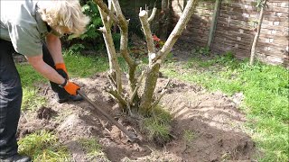 How I Remove Tree Stumps [upl. by Ihsar]