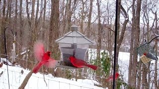 Winter Birds Feeding Frenzy Cats LOVE It [upl. by Doria]