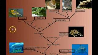 Vertebrate Diversity An Introduction [upl. by Etnuaed619]