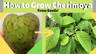 How to Grow Cherimoya Custard Apple from Seeds [upl. by Ellerd279]