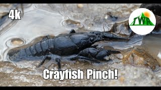 Learn About the American Crayfish 4k [upl. by Haletky]