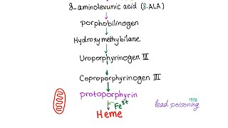 Heme Synthesis Pathway — Biochemistry and Hematology [upl. by Evoy]