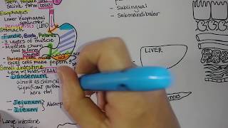 Digestive System  Summary [upl. by Eckart]