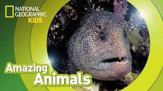 Wolf Eel  Amazing Animals [upl. by Teeniv]