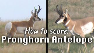 How to Judge Antelope in the Field  Mike Eastmans Trophy Hunting Tips [upl. by Sisi234]