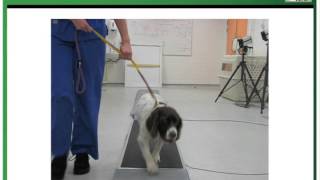 Introduction to Canine Lameness [upl. by Abdulla]