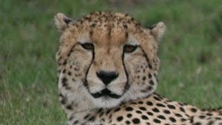 What noise do Cheetahs make [upl. by Jamnis]