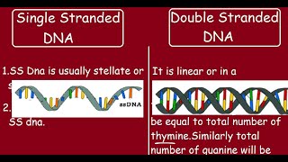 Single Stranded DNA vs Double stranded DNA Quick differences in 5 min [upl. by Atiuqal]