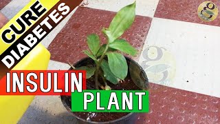 INSULIN PLANT  MAGIC treatment for Diabetes claimed by Ayurvedic Medicine [upl. by Ahsitak54]