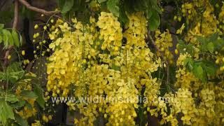 Amaltas or Indian Laburnum in full bloom outside Nehru Park Spring 2020 [upl. by Pilloff]